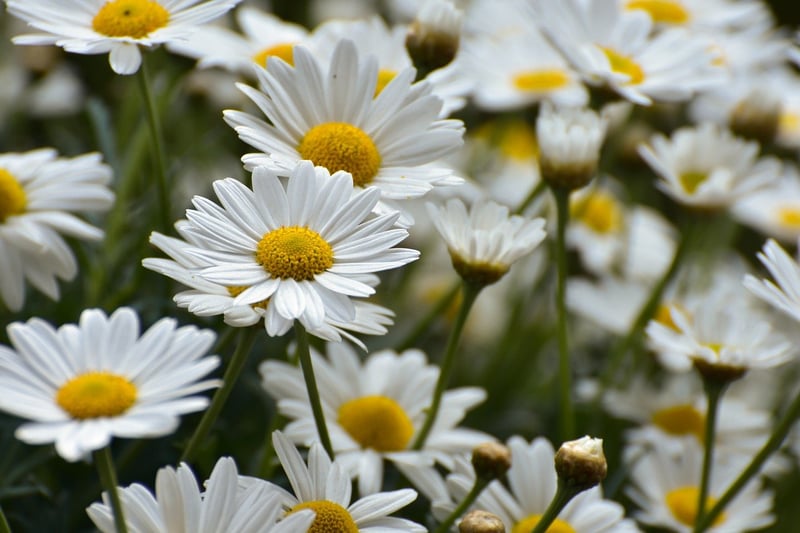 Flower Garden